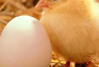 Диоксинов скандал: 4700 предприятия в Германия затворени