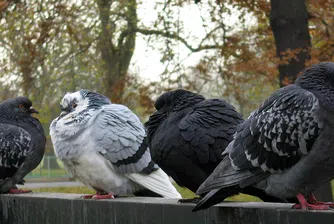 Професия: удушвач на гълъби