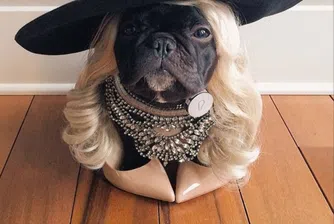 8 по-добре облечени от теб животни