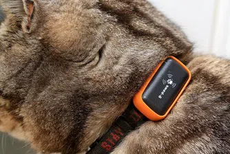 Изобретиха GPS за котки