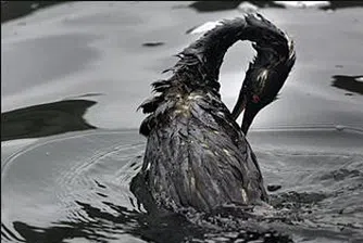 Петролното петно в Мексиканския залив се разпростира