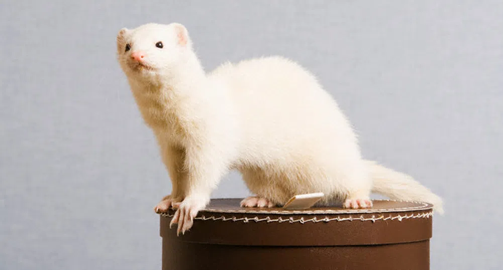 Най-чудноватите рум сървис поръчки