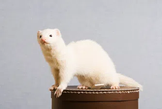 Най-чудноватите рум сървис поръчки