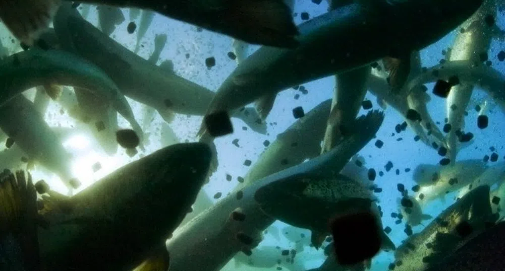 Как връчването на Нобелова награда може да е лошо за бизнеса?