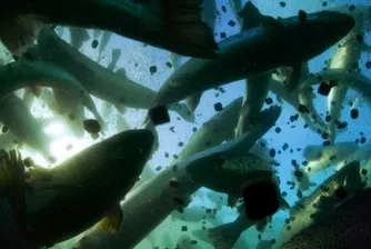 Как връчването на Нобелова награда може да е лошо за бизнеса?