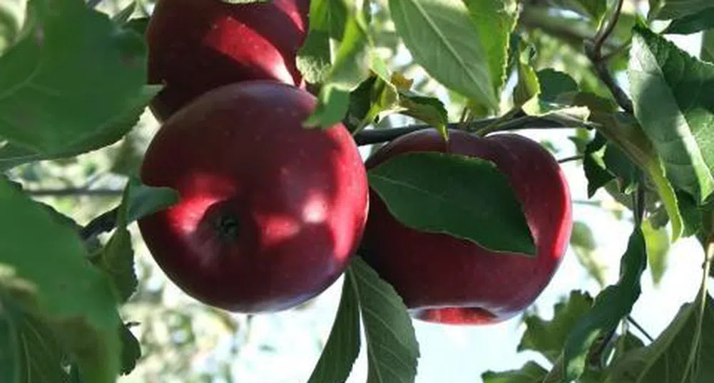 Яжте ябълки, забравете кризата