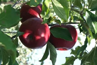 Яжте ябълки, забравете кризата