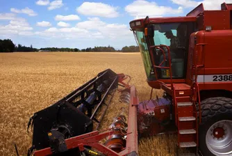 Силна зърнена реколта, въпреки дъжда