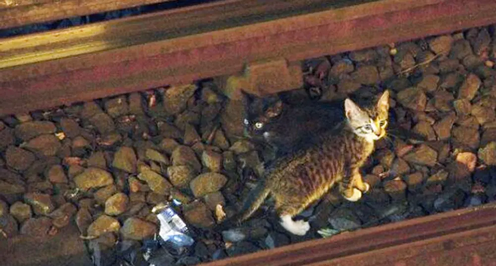 Котета спряха за 2 часа метрото в Ню Йорк