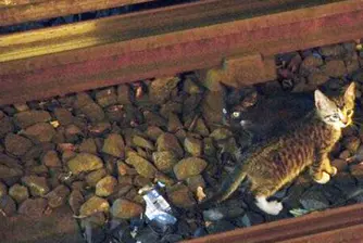 Котета спряха за 2 часа метрото в Ню Йорк