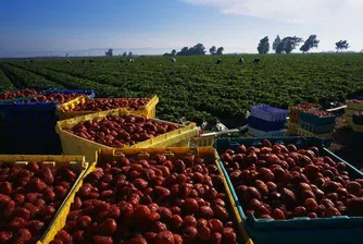 Източноевропейците подбиват заплатите на Острова