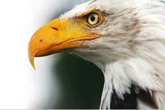 Делойт представя 500-те най-големи регионални компании