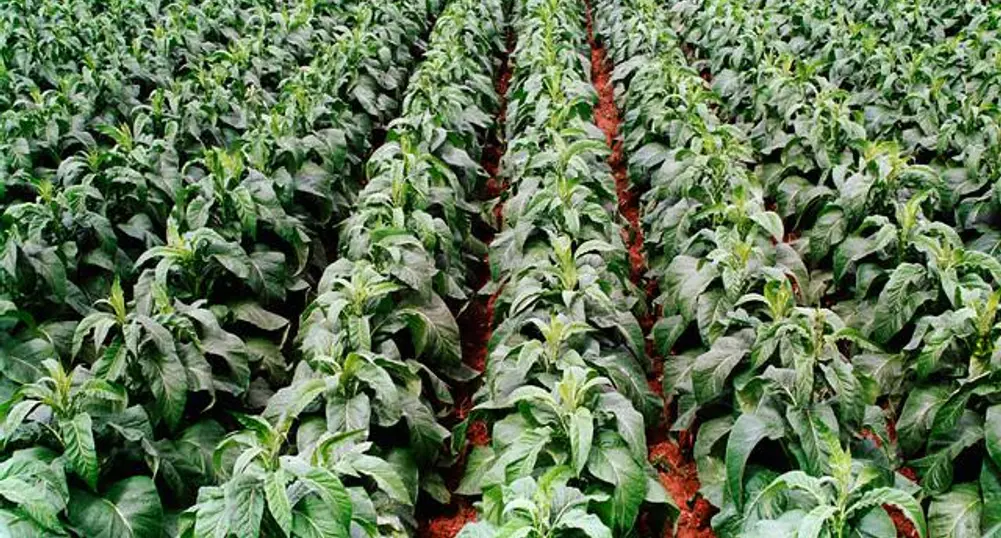 Tobacco Producers Demand Budget Allocation of EUR 73 Mln