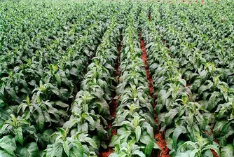 Tobacco Producers Demand Budget Allocation of EUR 73 Mln
