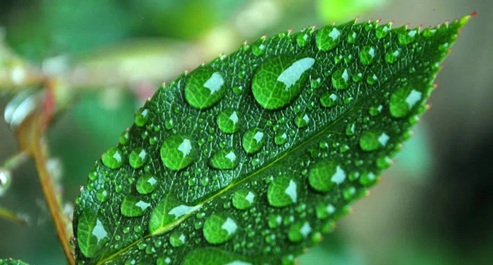 Петото издание на проекта Мтел еко грант приключи успешно