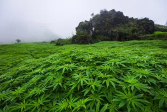 Канада приватизира производството на канабис