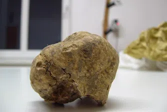 Продадоха бял трюфел за 100 хил. евро