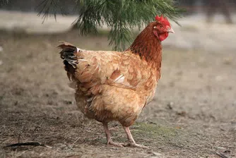 В Казахстан раздават кокошки, борят се със спада на рублата