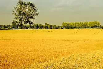 Зърнени храни България продаде зърнобаза