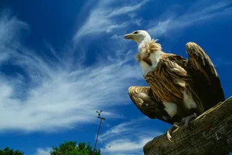 ЕС ни дава над 1 млн. евро, за да си върнем лешоядите