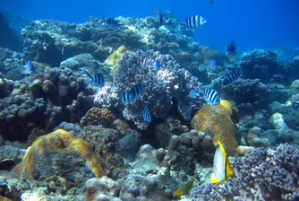 Островите Огасавара – природа, която не се среща никъде другаде