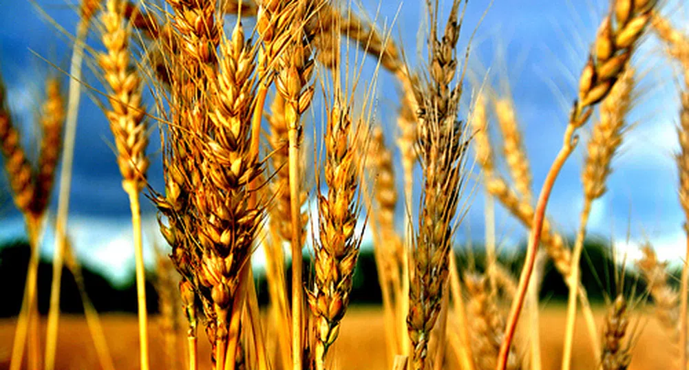 ООН: Задава се хранителна криза догодина