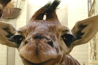 Загадката, която почти никой не може да реши