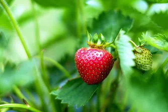 Лятото дойде, а с него и Ягодовата луна