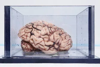 Най-известният мозък в света