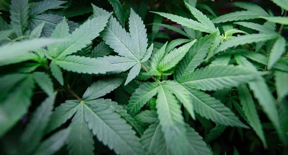 Вашингтон на път да разреши притежанието на марихуана