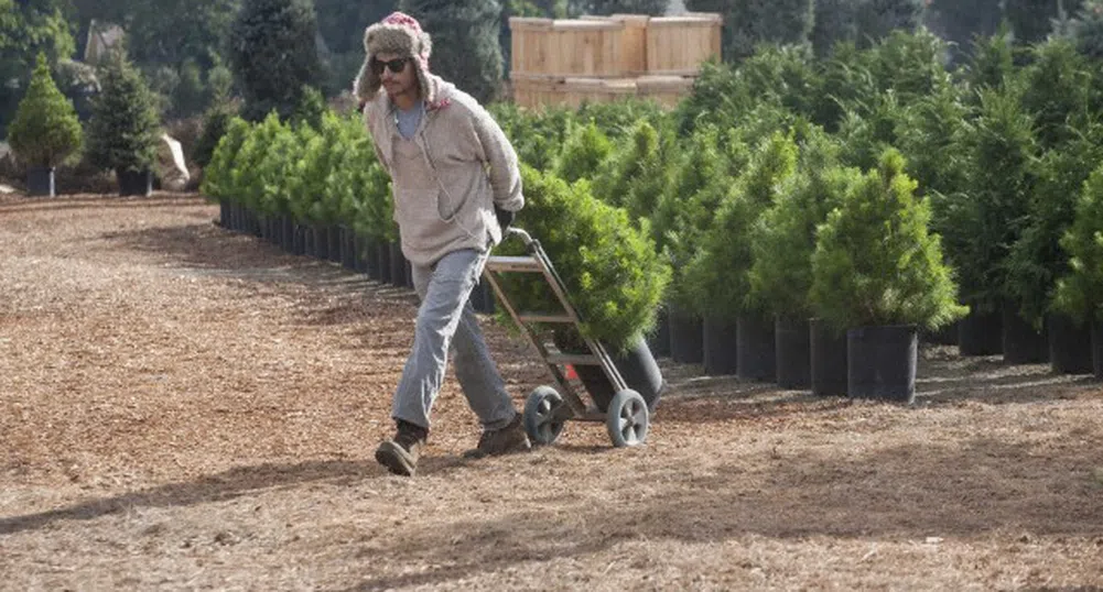 100 лв. за истинска елха