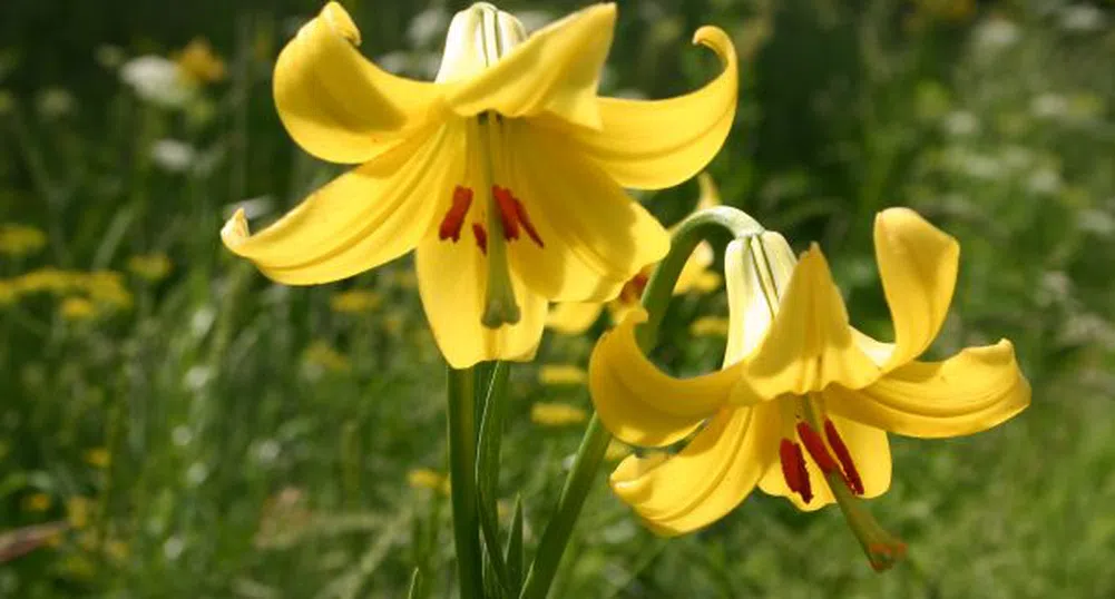 Традиционни занаяти и местни храни на фестивал в Смолян