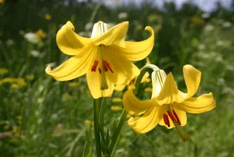 Традиционни занаяти и местни храни на фестивал в Смолян