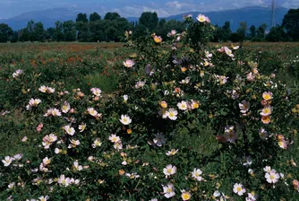 ЕК не предвижда ограничения за българското розово масло