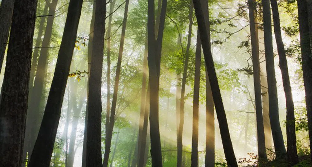 Трето денонощие се борят с пожара на Витоша