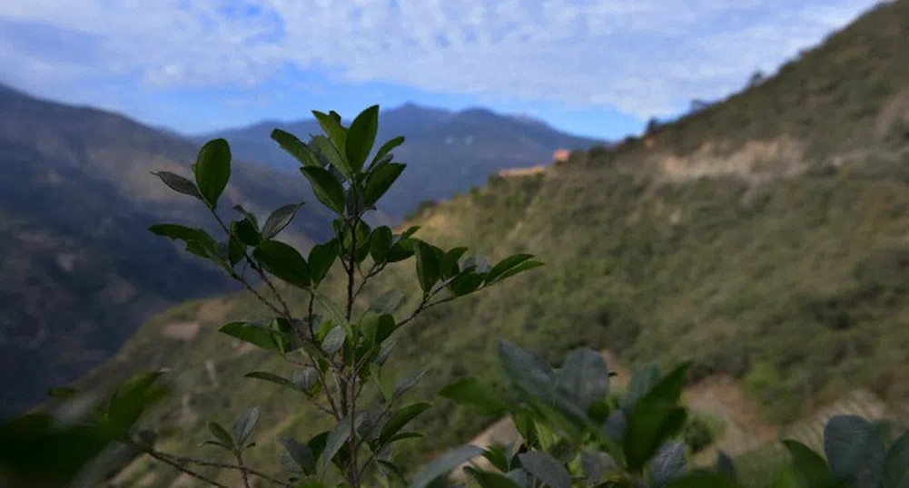 14 поразяващи факта за кокаина