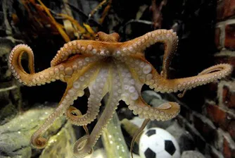 Октоподът Паул умря