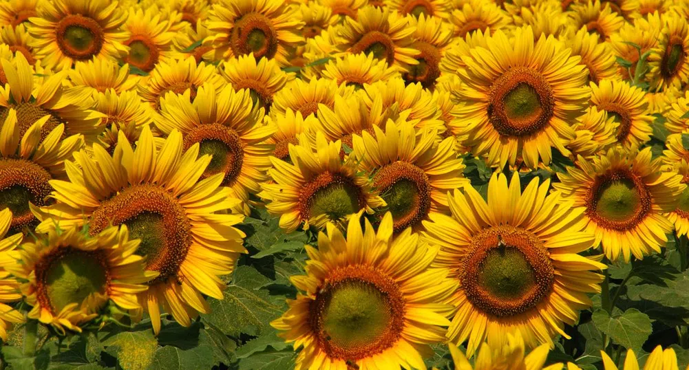 Лоша реколта на слънчоглед очакват производителите