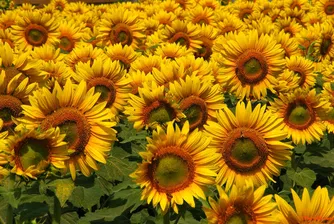 Лоша реколта на слънчоглед очакват производителите