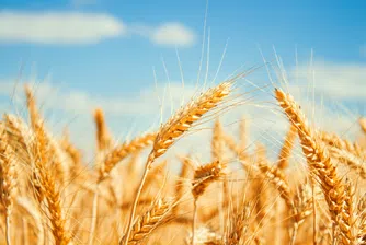 Alpha Bank предлага облекчени условия за земеделски производители