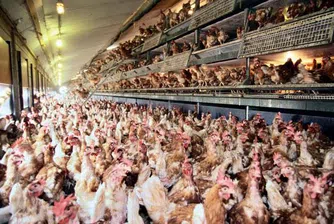 Бизнесът в Германия губи 120 млн. евро заради диоксина