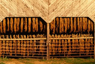 С 30% е намаляла тютюневата реколта в България