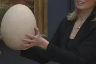 Гигантско яйце на търг