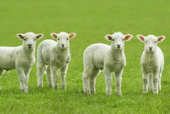 Катар иска българско агнешко за 50 млн. долара