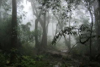 Историята на един съвременен Тарзан