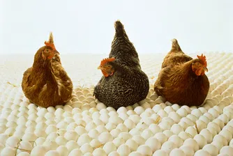 С 40% е скочила производствената цена на яйцата