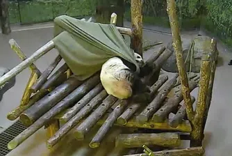 Огромна панда бе победена от одеяло (видео)