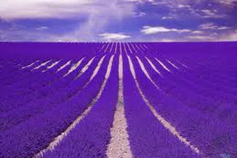 България - лидерът на лавандулата в света