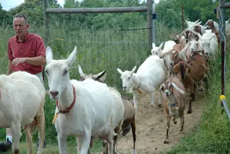 Молдова и Украйна забраниха вноса на месо от България