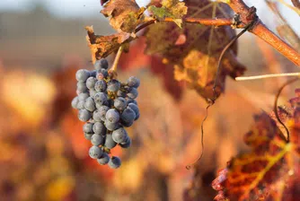 Гроздето около 1 лв. за кг